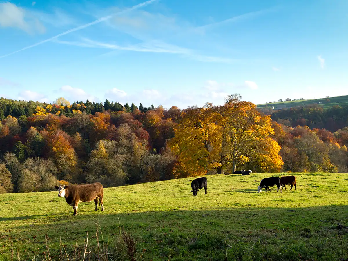 Agricultural land and fields